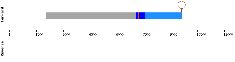 gene structure