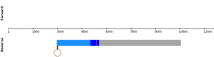gene structure