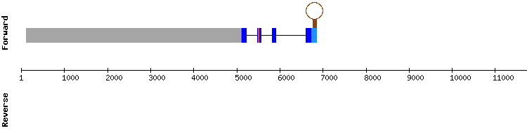 gene structure