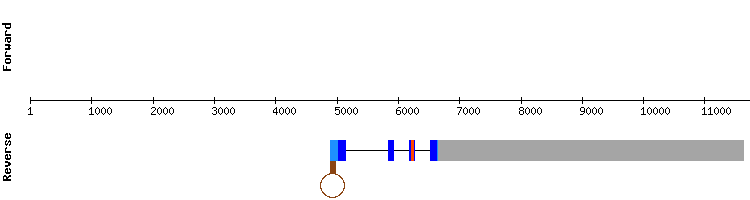 gene structure
