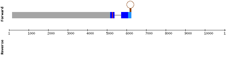 gene structure