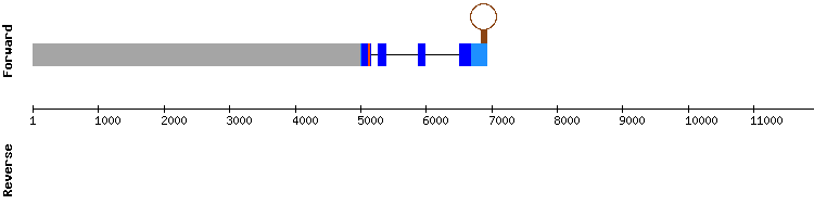 gene structure