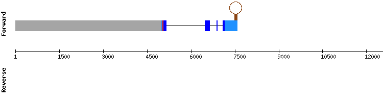 gene structure