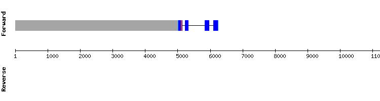 gene structure