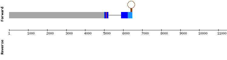 gene structure