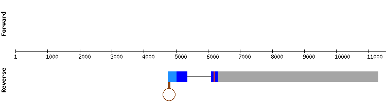 gene structure
