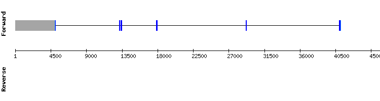 gene structure