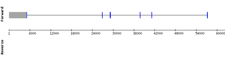 gene structure