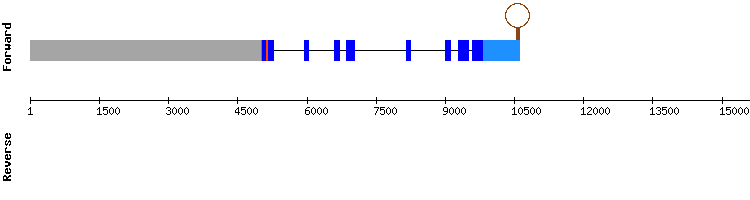 gene structure