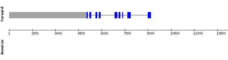 gene structure