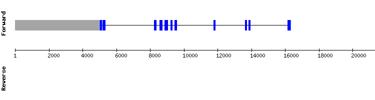 gene structure