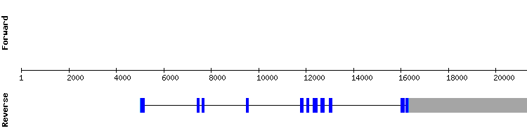 gene structure