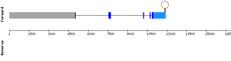 gene structure