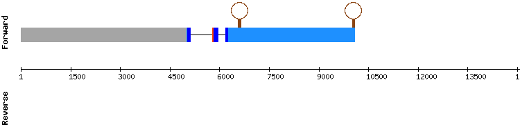 gene structure