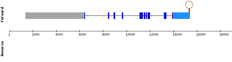 gene structure