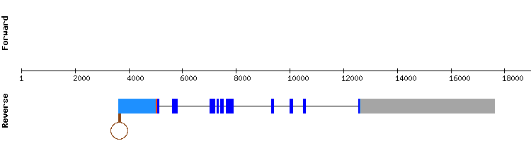 gene structure