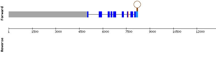 gene structure