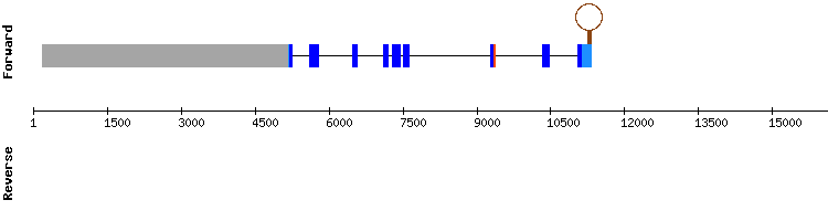 gene structure