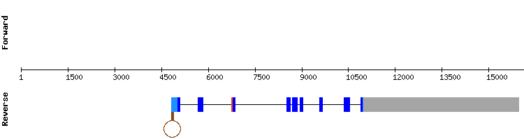 gene structure