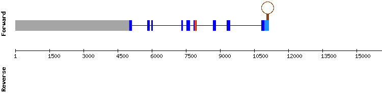 gene structure