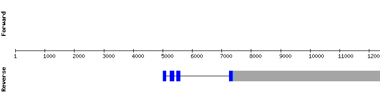 gene structure