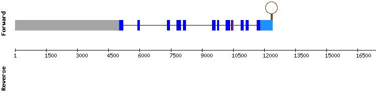 gene structure