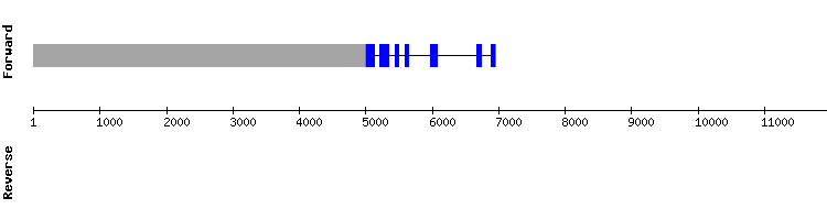 gene structure
