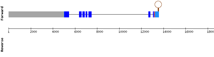 gene structure