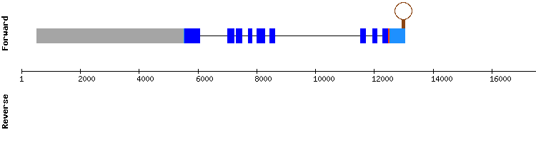 gene structure