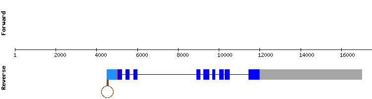 gene structure