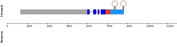 gene structure