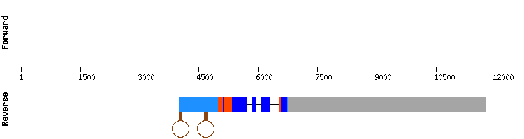 gene structure