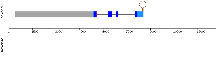 gene structure