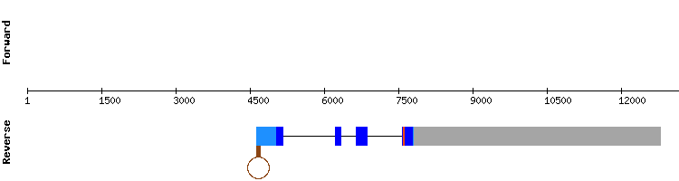 gene structure