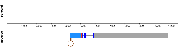 gene structure