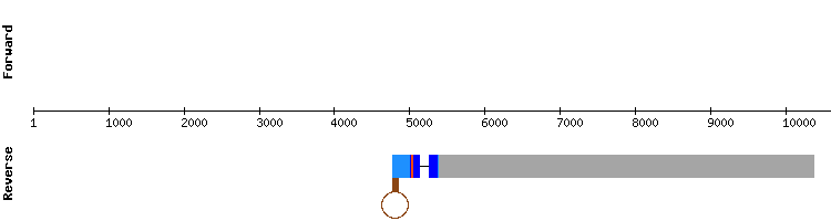 gene structure