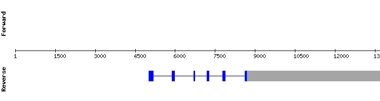 gene structure