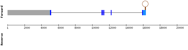 gene structure
