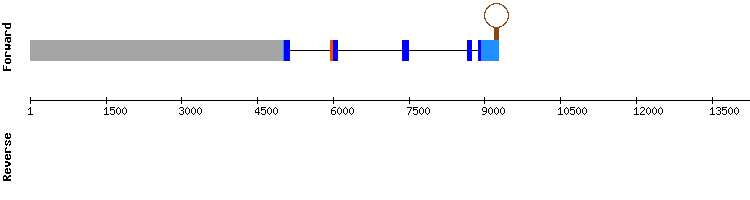 gene structure