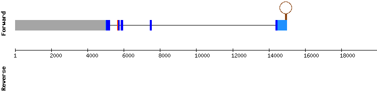 gene structure