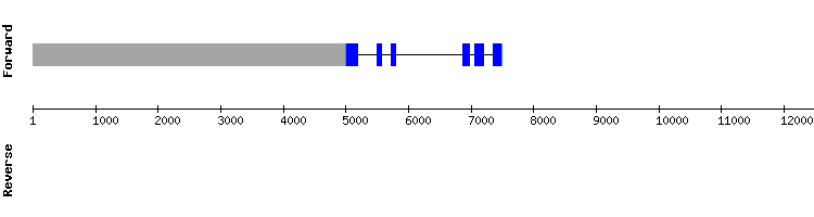 gene structure