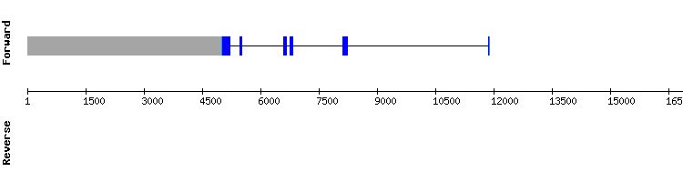 gene structure