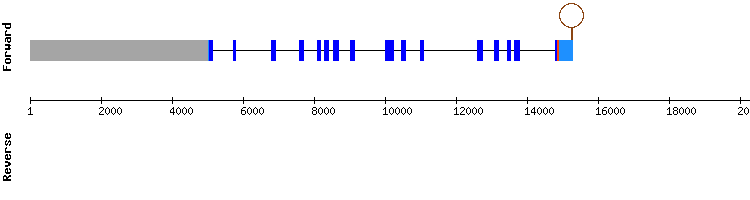 gene structure