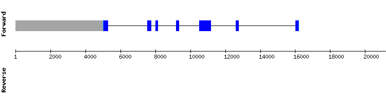 gene structure
