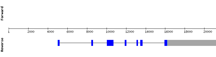 gene structure