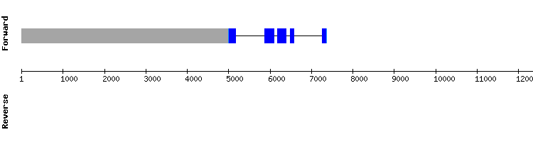 gene structure