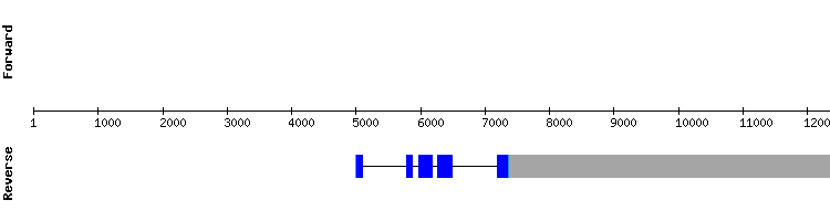 gene structure