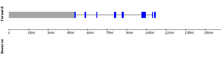 gene structure