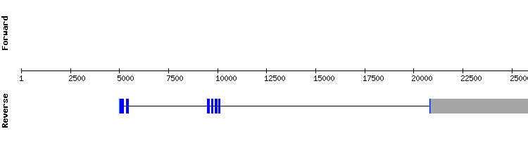 gene structure
