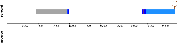 gene structure